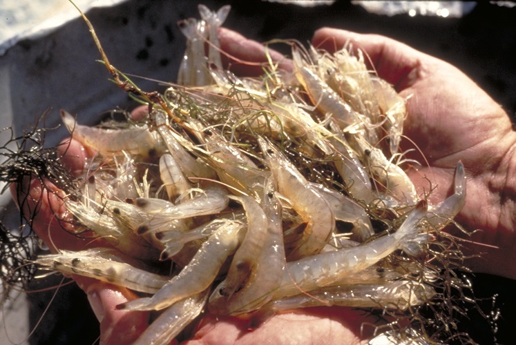Gulf shrimp fisheries are some of the top in the US