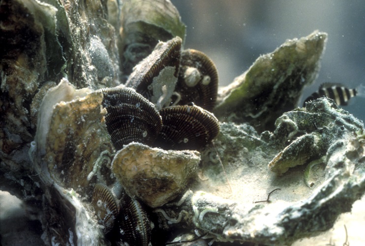 Gulf oysters provide 68% of the nation’s Eastern oysters